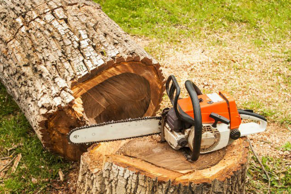 Tree Surgery